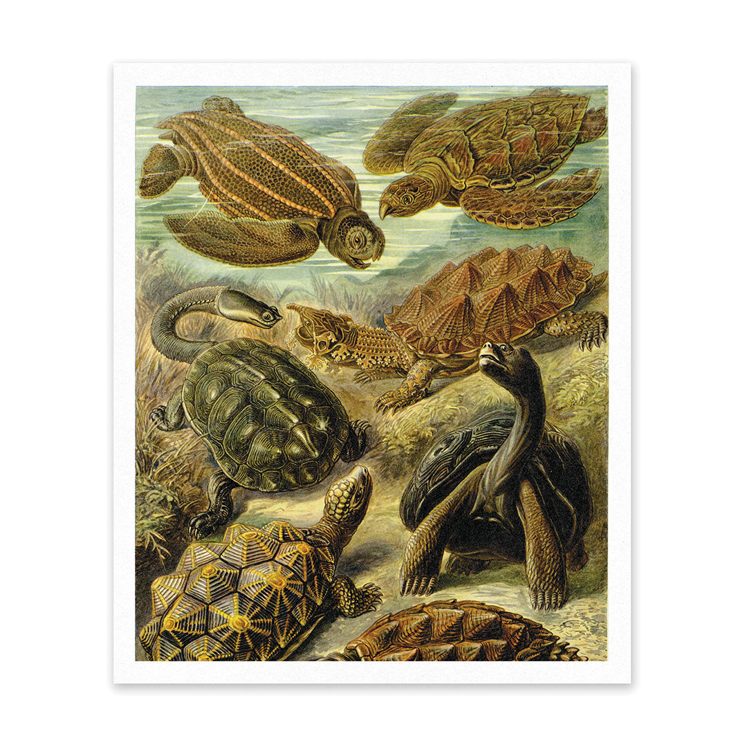 Turtles Under Water Riso Print (12x10)