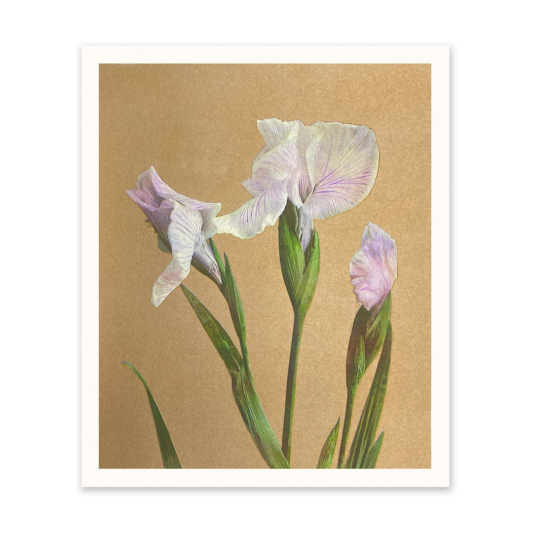 Vintage Iris Riso Print (12x10)
