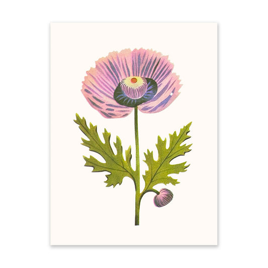 Purple Poppy 1 Art Print