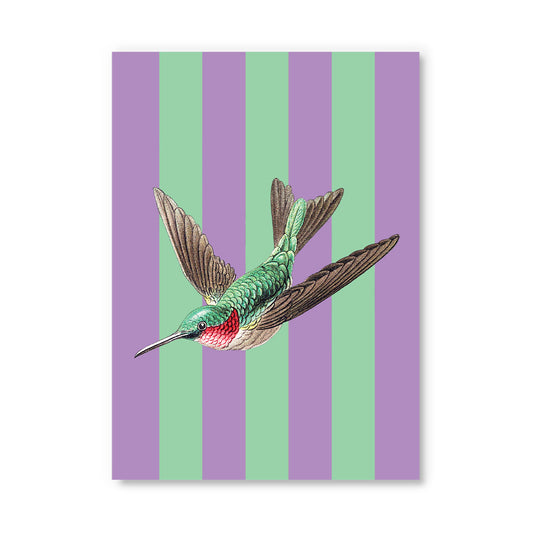 Striped Hummingbird Postcard