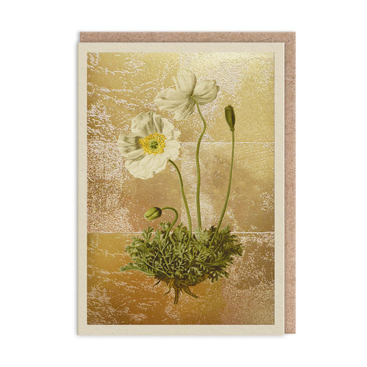 Papaver Alpinum Greeting Card