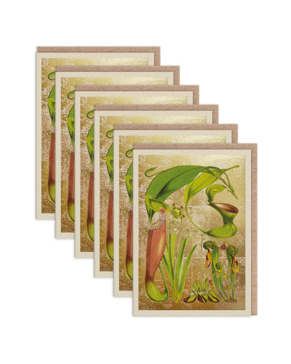 ODGC11998 6 Pack Image