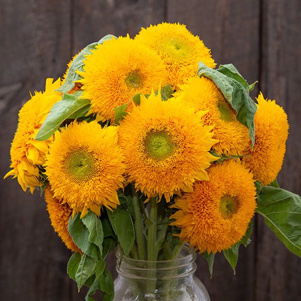 Teddy Bear Sunflower Seeds