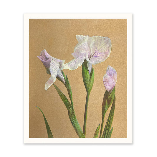 Vintage Iris Riso Print (12x10)